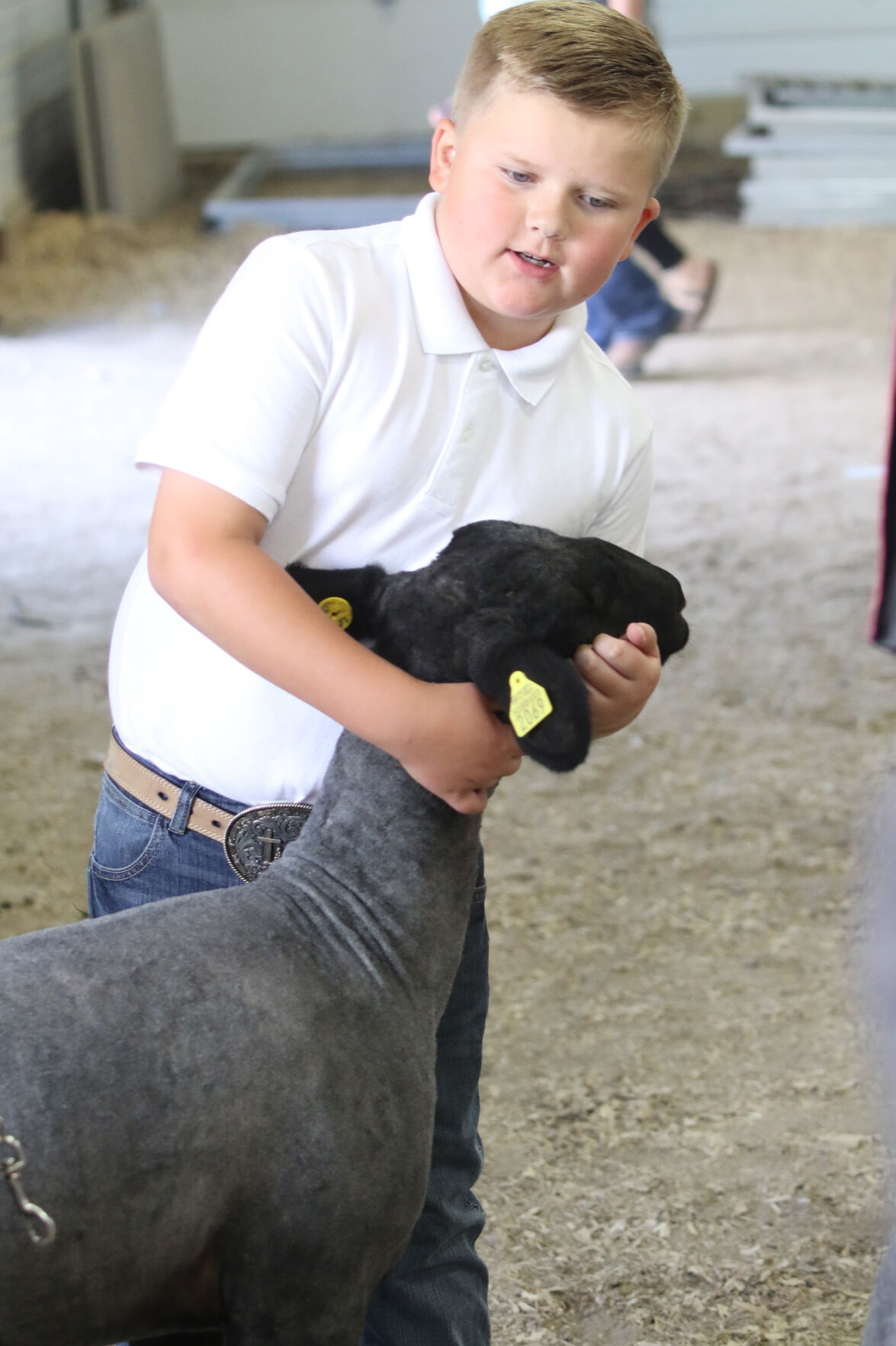 PHOTO: Sheep Show at Scotts Bluff County Fair